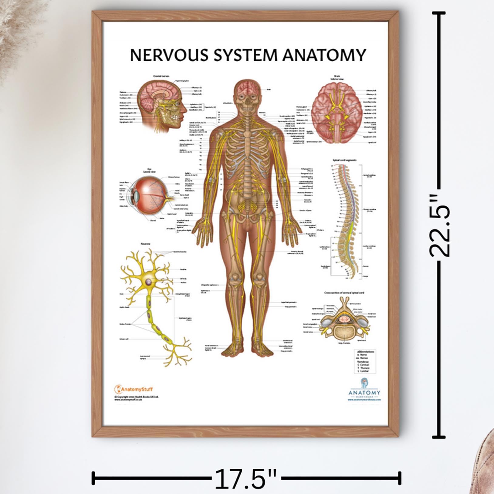 Anatomy Lab Human Nervous System Poster, LAMINATED, 17.3 x 22.5